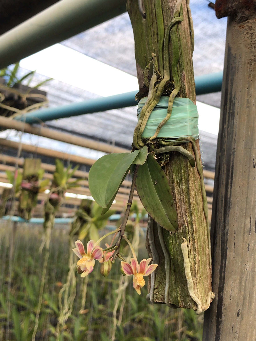 Kingidium minus( Phalaenopsis finleyi ）,洋蘭,洋ラン,洋らん,育て方,種類,販売,通販,熱帯植物,BORDER BREAK,Orchid,マツコ,ボタピー,東京,花屋,ボーダーブレイク,NHK,BRUTUS,ブ