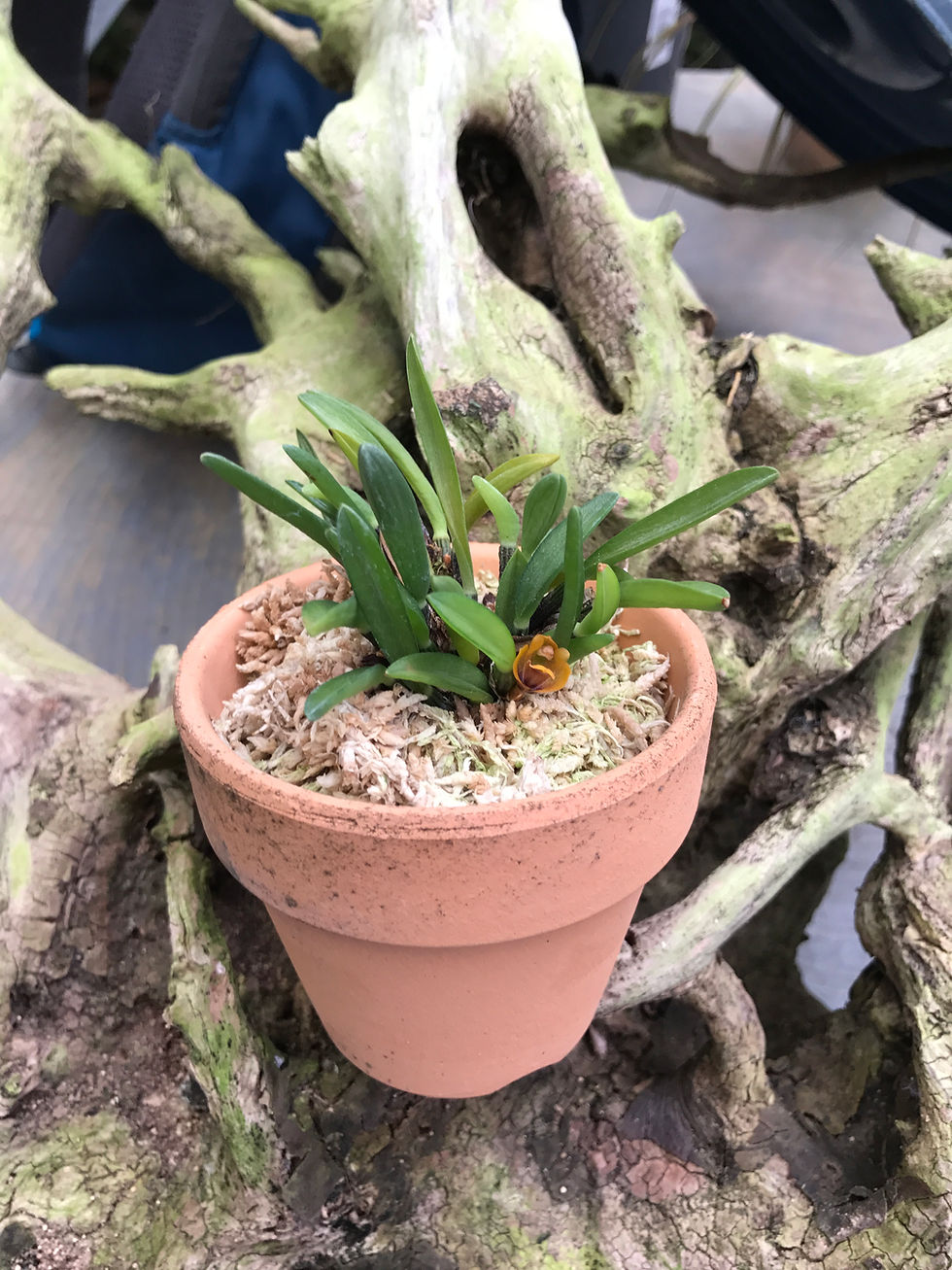 サムネイル： Maxillaria sp,育て方,種類,販売,通販,花言葉,シンビジウム,の種類写真,山野草,多肉植物,エアープランツ,植物,動物,生物,猫,犬,yahoo,facebook,amazon,楽天,Youtube,ニュース,天気予報