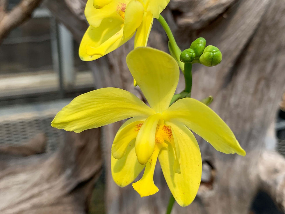 サムネイル： Spathoglottis kimballiana,洋蘭,洋ラン,洋らん,育て方,種類,販売,通販,蘭友会,全日本蘭協会,ツイッター,BORDER BREAK,ボーダーブレイク,インスタグラム,Instagram,Twitter,イベント,フェア,東
