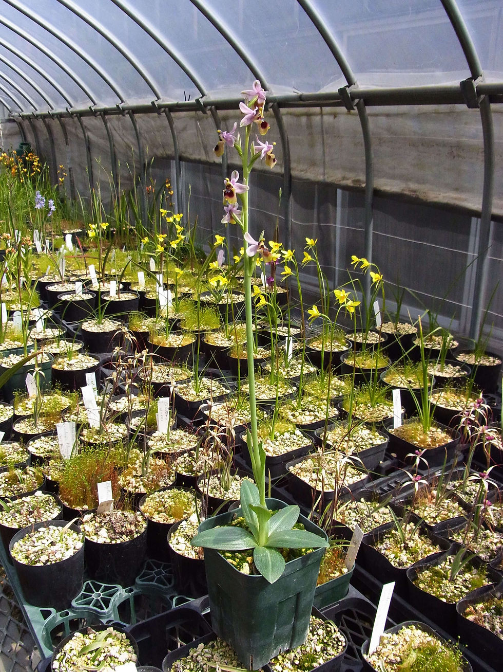 サムネイル： Ophrys tenthredinifera var. tenthredinifera,洋蘭,洋ラン,洋らん,育て方,種類,販売,通販,花言葉,シンビジウム,の種類写真,山野草,多肉植物,エアープランツ,植物,動物,生物,Orchid,yahoo,f