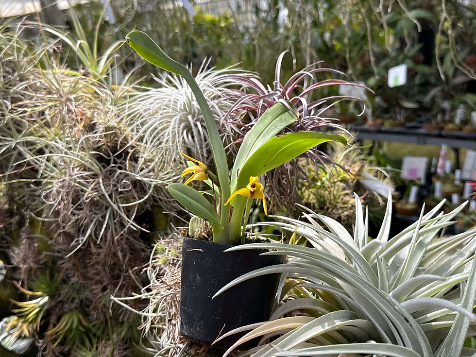 サムネイル： Maxillaria lindeyana,洋蘭,洋ラン,洋らん,育て方,植物,販売,通販,花言葉,人気,Orchid,กล้วยไม้,Orchidée,China, America,Asia,EU,USA,Euro,flower,Shop,sell