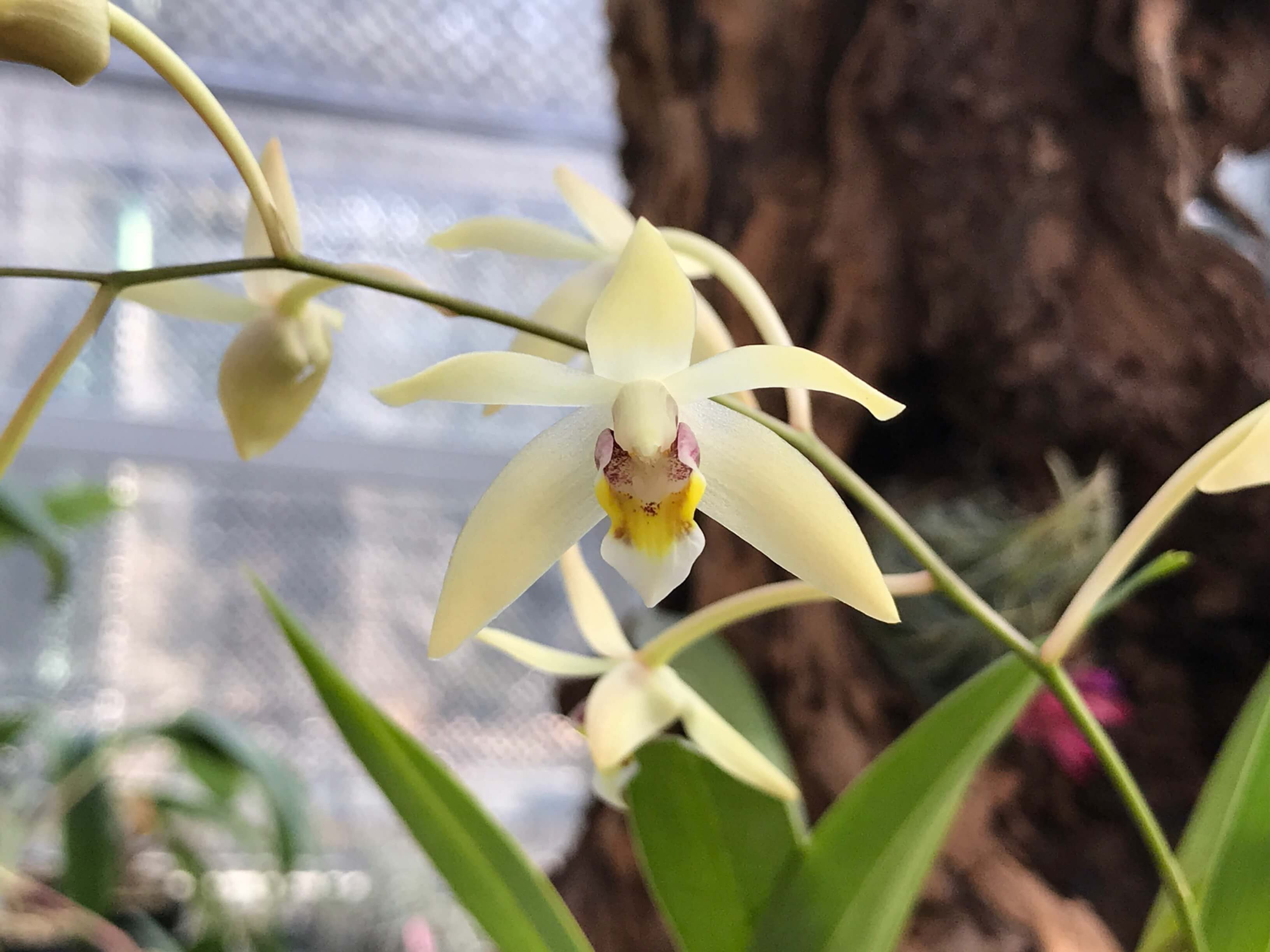 Epigenium cymbidioides ,洋蘭,洋ラン,洋らん,育て方,種類,販売,通販,花言葉,インテリア,の種類写真,山野草,多肉植物,園芸,植物,動物,生物,Orchid,yahoo,facebook,amazon,楽天,Youtube,