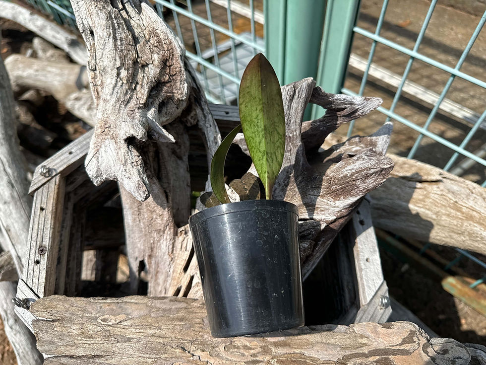 サムネイル： Oeceoclades monophylla,洋蘭,洋ラン,洋らん,育て方,植物,販売,通販,花言葉,東京,横浜,神戸,京都,エキゾチック,花屋,園芸,園芸店,農業,生産,パルダリウム ,paludarium,テラリウム,水槽,アクアリウム,,,,,