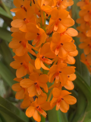 バンダ ミトラタ 大株 Vanda miniata | nakato-orchids