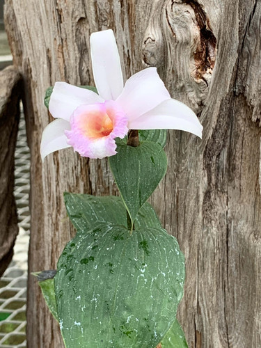 ソブラリア 不明種 淡いピンク Sobralia sp. 淡いピンク NS10cm