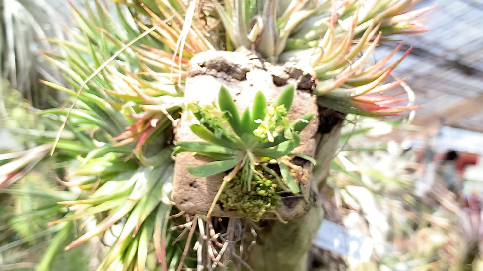 サムネイル： Ornithocephalus dolabratus,Orchid,Jewelry,Gem,Jewel,Cluster,Mineral,Fluorite,Amethyst,洋蘭,洋ラン,洋らん植物,宝石,原石,天然石,ミネラル,クラスター,フローライ