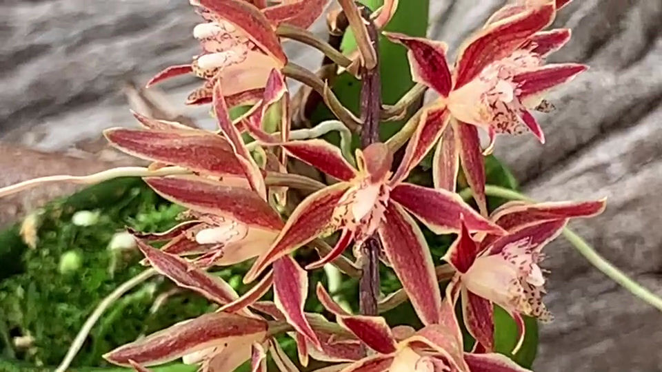 サムネイル： Macradenia brassavolae,洋蘭,洋ラン,洋らん,育て方,種類,販売,通販,花言葉,how to grow,Orchid,マツコ,ボタピー,東京,楽天,Youtube,ebay,BRUTUS,ブルータス,大田市場,Wiki,Goog