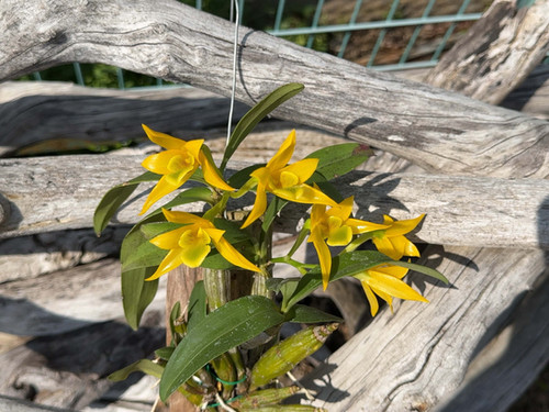 デンドロビューム トリゴノプス Dendrobium trigonopus | nakato-orchids