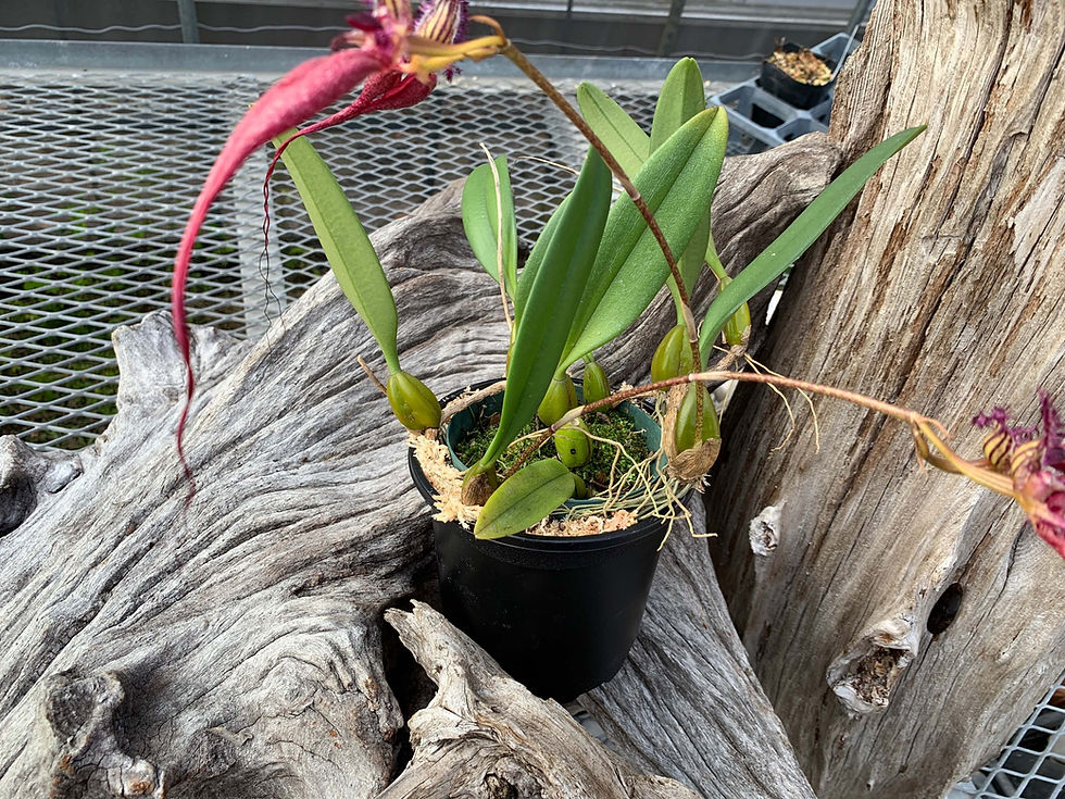サムネイル： Bulbophyllum Doris Dukes(rothschildianum x fascinator),洋蘭,洋ラン,洋らん,育て方,植物,販売,通販,花言葉,東京,横浜,神戸,京都,エキゾチック,リゾート,花屋,園芸,園芸店,農業,生産,,,