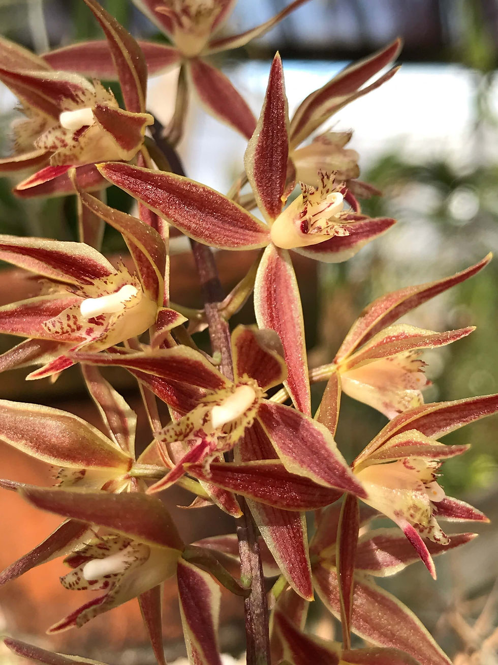 サムネイル： Macradenia brassavolae,洋蘭,洋ラン,洋らん,育て方,種類,販売,通販,花言葉,how to grow,Orchid,マツコ,ボタピー,東京,楽天,Youtube,ebay,BRUTUS,ブルータス,大田市場,Wiki,Goog