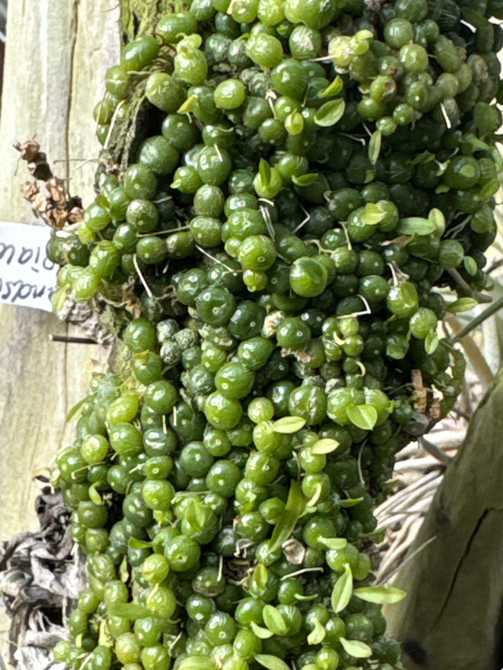 サムネイル： Bulbophyllum moniliforme,洋蘭,洋ラン,洋らん,育て方,植物,販売,通販,花言葉,芸能人,Orchid,กล้วยไม้,Orchidée,ツイッター,花屋,Orquídea,インスタグラム,Instagram,Twitter