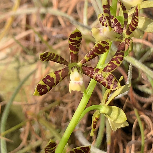 洋蘭原種 洋ラン Corybas アンナメンシス 洋らん 洋蘭原種 洋ラン Corybas アンナメンシス 洋らん Shop肉厚 | nakato