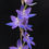 サムネイル： Thelymitra megcalyptra,洋蘭,洋ラン,洋らん,育て方,種類,販売,通販,花言葉,シンビジウム,の種類写真,山野草,多肉植物,エアープランツ,植物,動物,生物,Orchid,yahoo,facebook,amazon,楽天,You