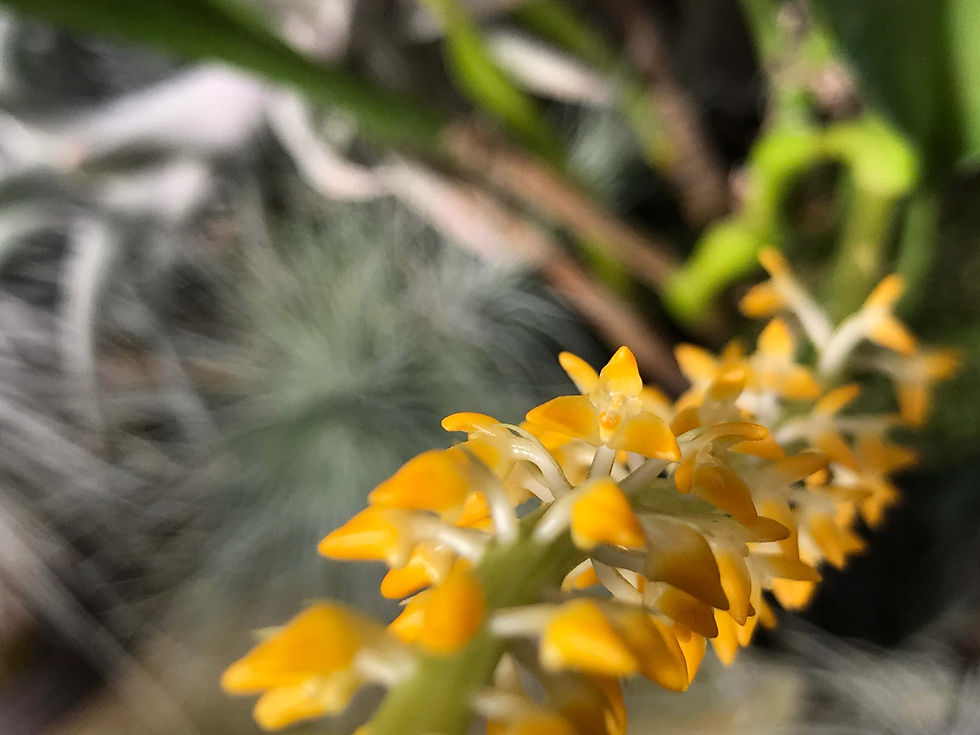 サムネイル： Bulbophyllum	odoratum,洋蘭,洋ラン,洋らん,育て方,種類,販売,通販,花言葉,インテリア,写真,ボタピー,Botapii,BBC,google,ユニクロ,アルペン,ebay,BRUTUS,ブルータス,無印,Wiki,Google