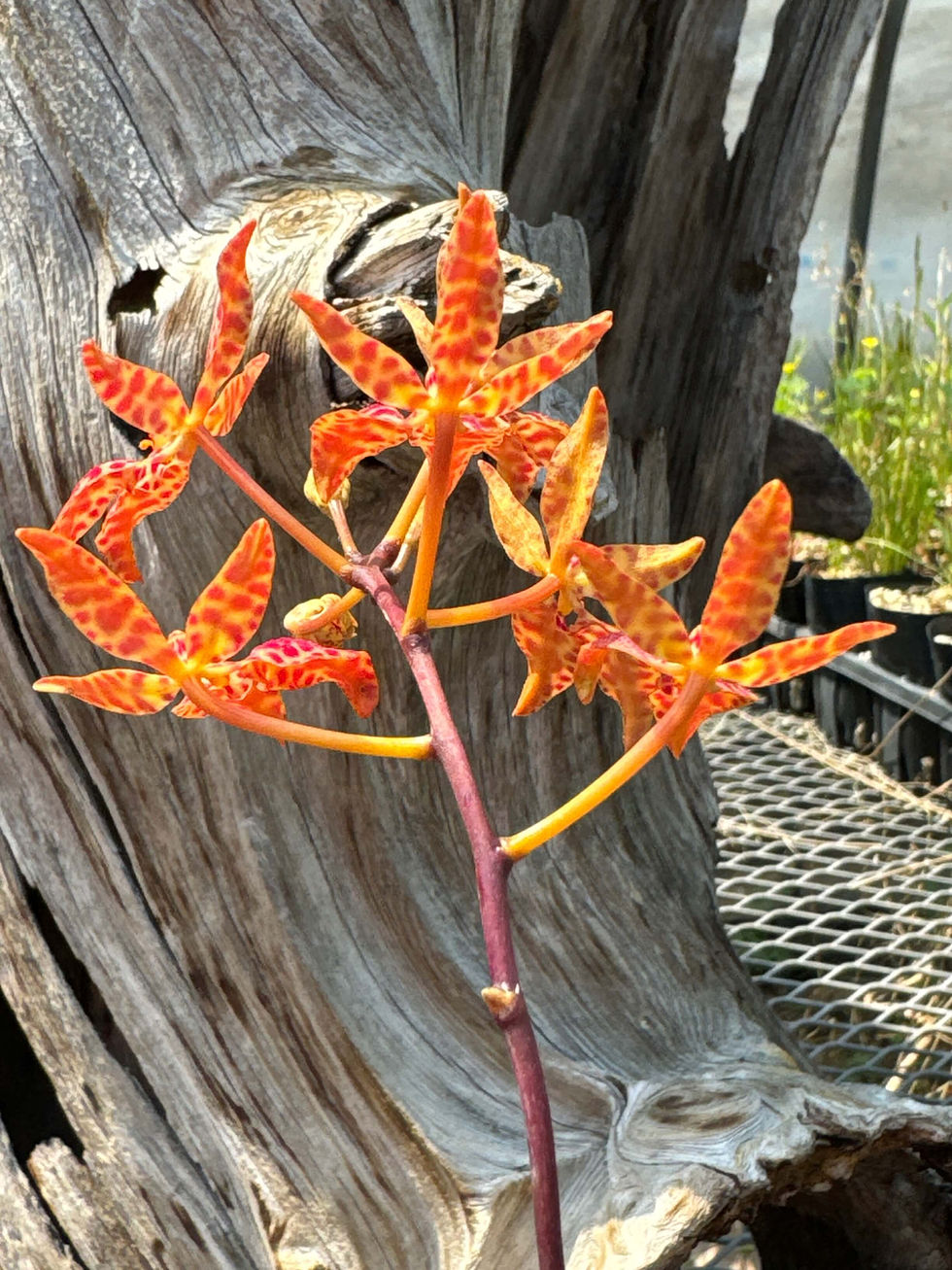 サムネイル： Renanthera monachica,洋蘭,洋ラン,洋らん,育て方,植物,販売,通販,花言葉,東京,横浜,神戸,京都,エキゾチック,花屋,園芸,園芸店,農業,生産,パルダリウム ,paludarium,テラリウム,水槽,アクアリウム,,,,,,,