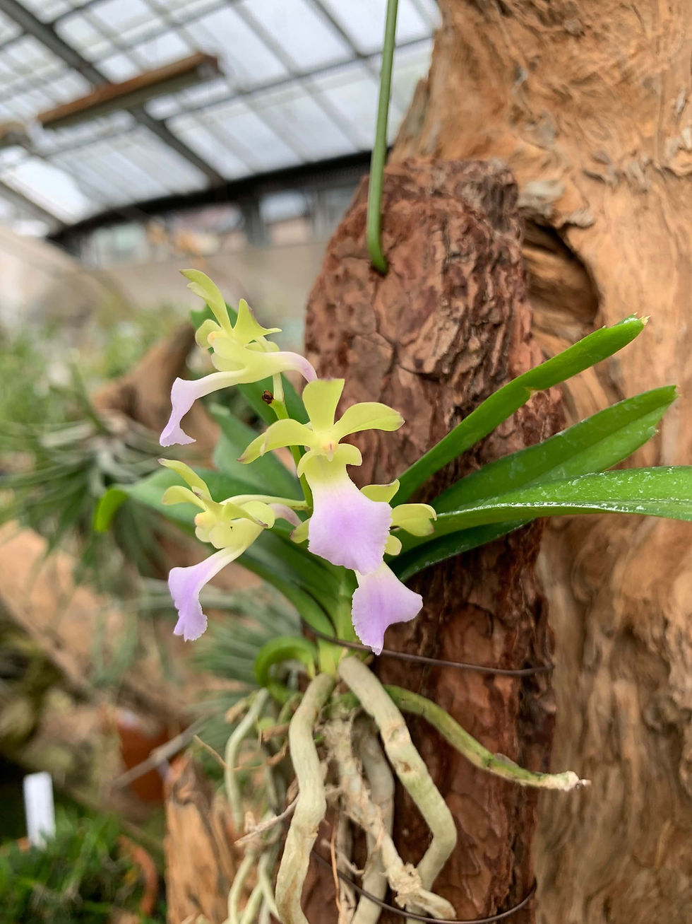 サムネイル： Vanda Kedah Bella (coelestis×vietnamica),洋蘭,洋ラン,洋らん,育て方,種類,販売,通販,熱帯植物,BORDER BREAK,Orchid,マツコ,ボタピー,東京,花屋,ボーダーブレイク,NHK,BRUTUS,