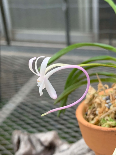 フウラン 富貴蘭・桃源 Vanda falcata | nakato-orchids
