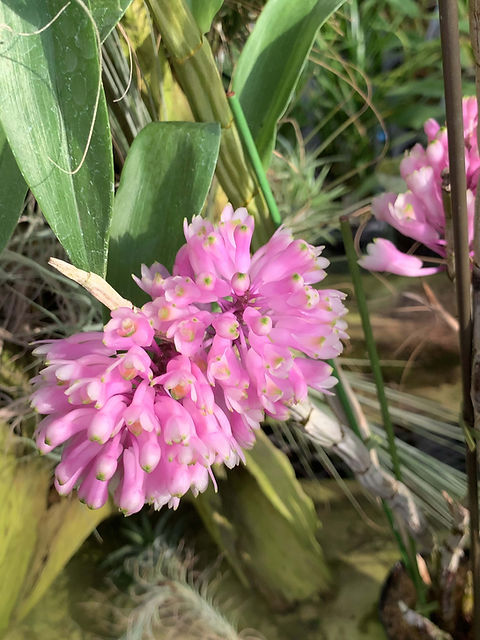 デンドロビウム オーハラノ Dendrobium Oharano | nakato-orchids