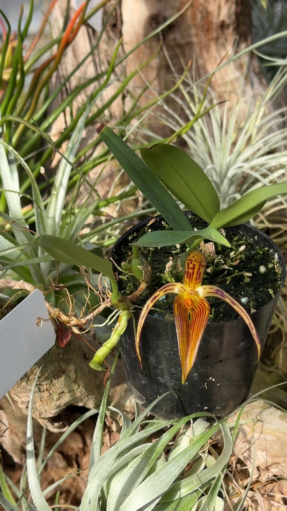 サムネイル： Bulbophyllum inunctam NS 10cm,洋蘭,洋ラン,洋らん,育て方,植物,販売,通販,花言葉,芸能人,Orchid,กล้วยไม้,Orchidée,ツイッター,花屋,Orquídea,インスタグラム,Instagram,Tw