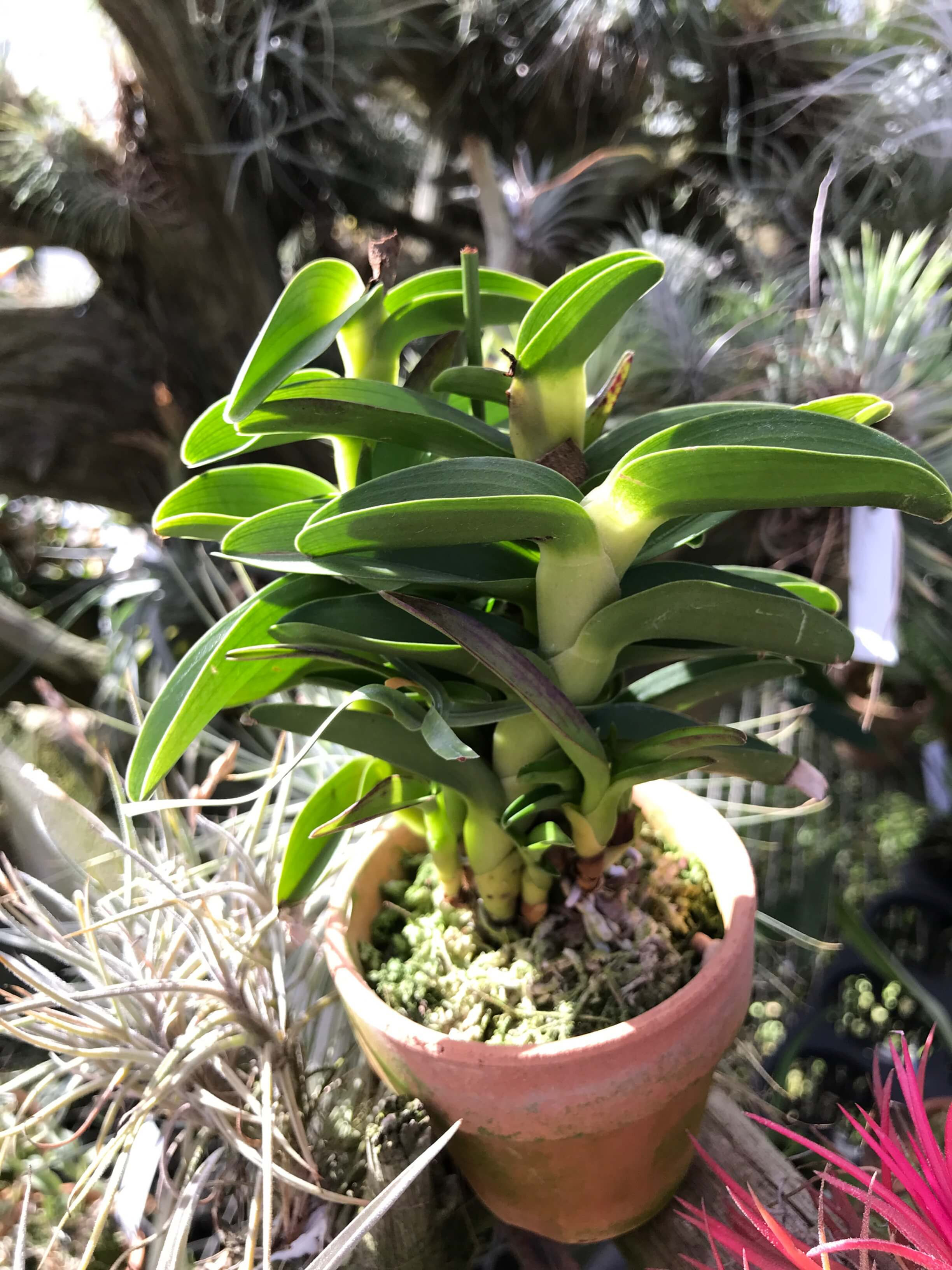 Epidendrum kymatochilum,洋蘭,洋ラン,洋らん,育て方,種類,販売,通販,花言葉,シンビジウム,の種類写真,山野草,多肉植物,エアープランツ,植物,動物,生物,Orchid,yahoo,facebook,amazon,楽天,Yo