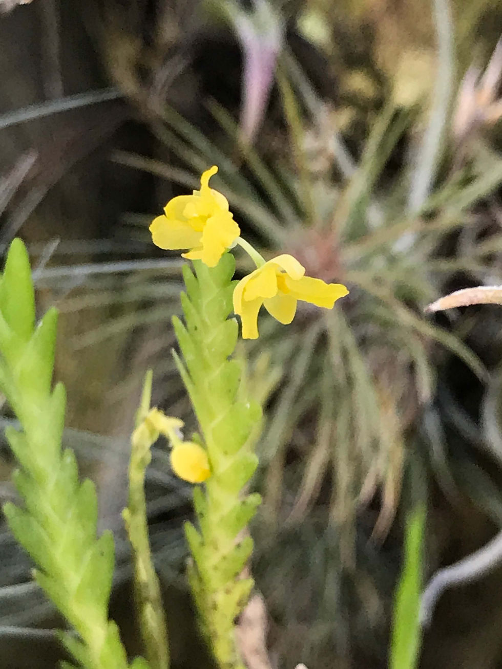サムネイル： Lookhartia sp,洋蘭,洋ラン,洋らん,育て方,種類,販売,通販,花言葉,シンビジウム,の種類写真,山野草,多肉植物,エアープランツ,植物,動物,生物,Orchid,yahoo,facebook,amazon,楽天,Youtube,ニュース