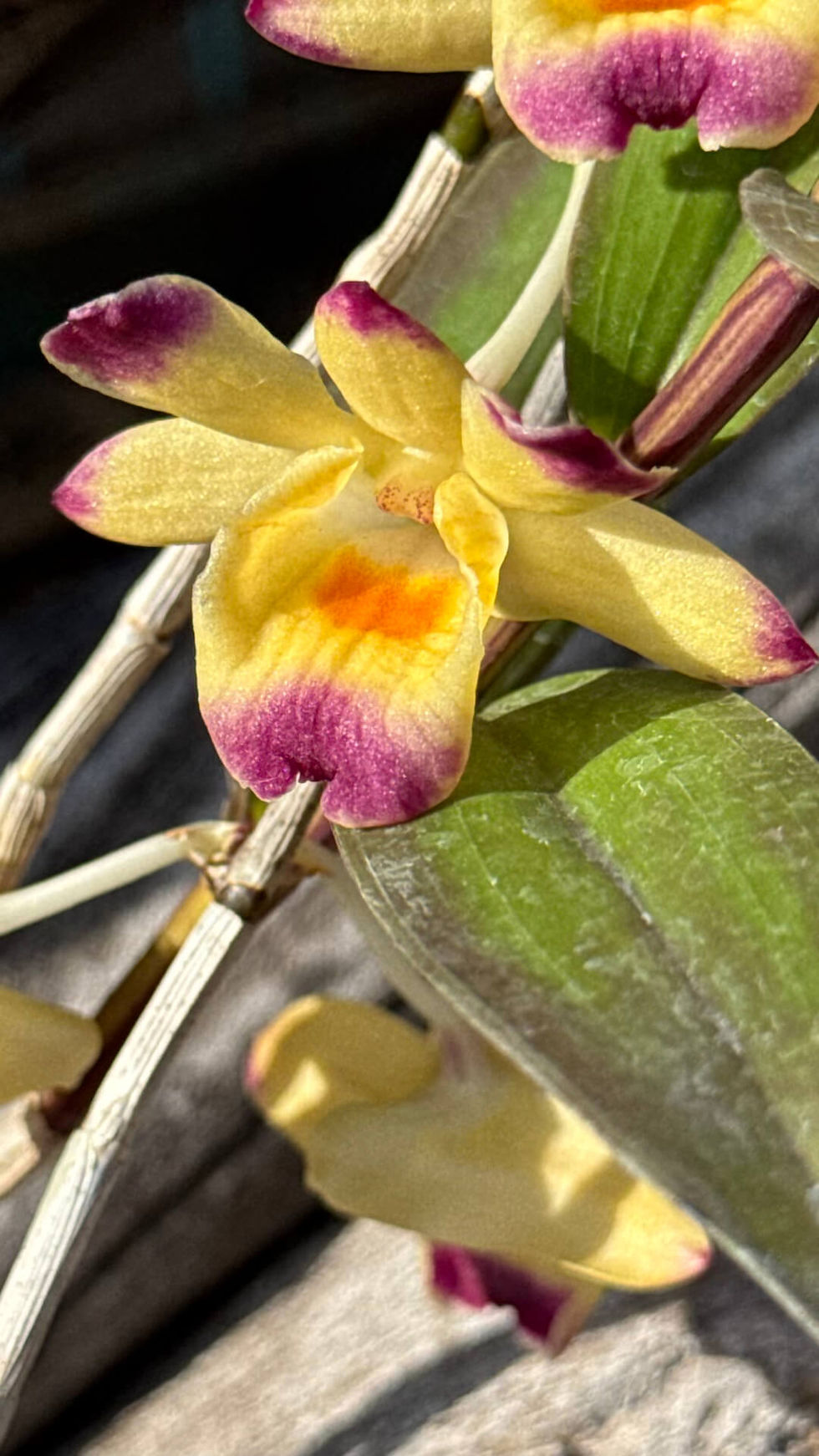 サムネイル： Dendrobium sanguinolentum,洋蘭,洋ラン,洋らん,育て方,植物,販売,通販,花言葉,天下一植物界,花友フェスタ,花友フェスタ,Tokyo Botanical Meeting,オキボタ,東京,福岡,神奈川