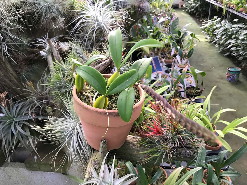サムネイル： Bulbophyllum scaberulum,洋蘭,洋ラン,洋らん,育て方,種類,販売,通販,花言葉,how to grow,Orchid,yahoo,facebook,amazon,楽天,Youtube,ebay,BRUTUS,ブルータス,無印,
