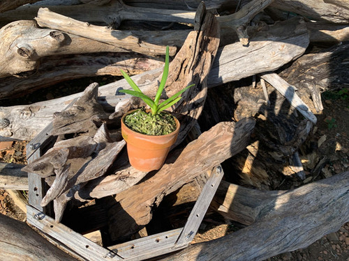 期間限定出品‼️［洋蘭原種］Cleisocentron abasii x sib 期間限定出品