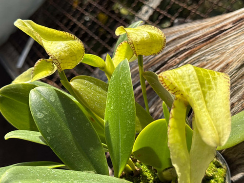 バルボフィラム 不明種 グリーン アルファキアナム Bulbophyllum sp