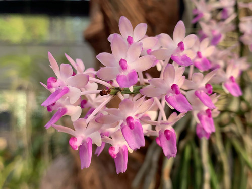セイデンファデニア ミトラタ Seidenfadenia mitrata プラ木目板