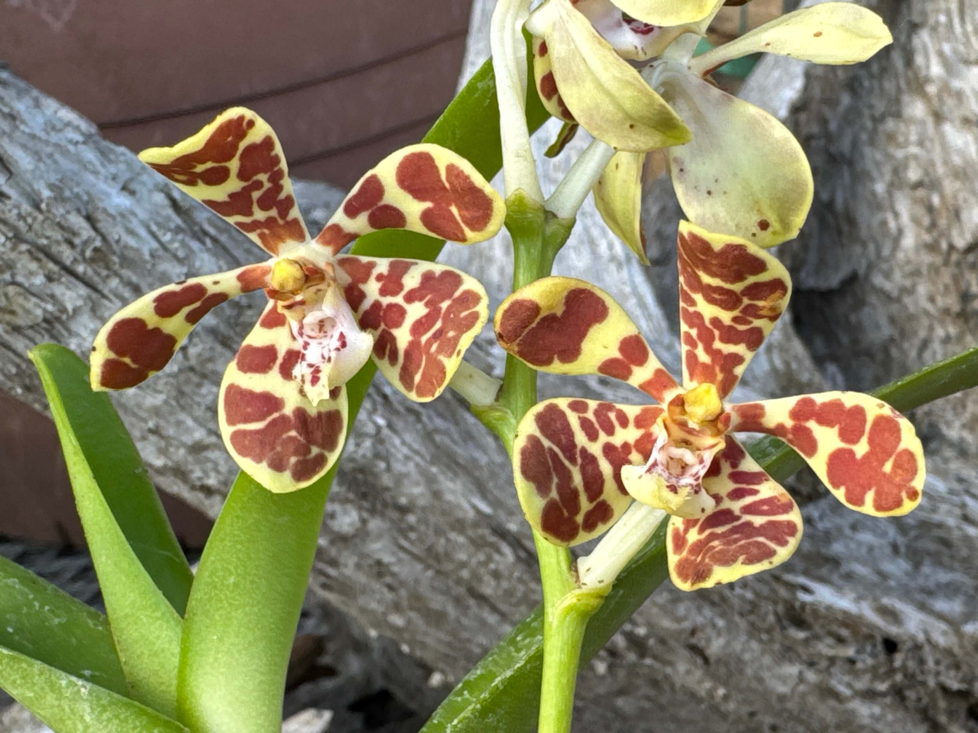 Trichoglottis luchuensis(イリオモテラン),洋蘭,洋ラン,洋らん,育て方,植物,販売,通販,花言葉,天下一植物界,花友フェスタ,花友フェスタ,Tokyo Botanical Meeting,オキボタ,東京,福岡,神奈川