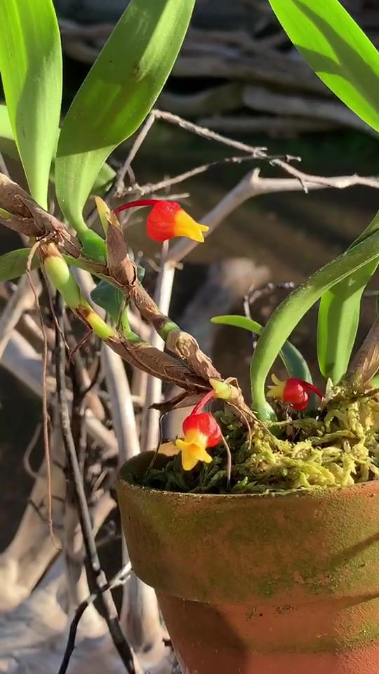 サムネイル： メディオカルカ　ヴェルティージー　インターメディウム　‘マツシマ’　Mediocalcar verteegii subsp. intermedium'M..`