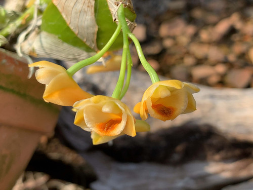 デンドロビューム イプシロン イエロー Dendrobium ypsilon