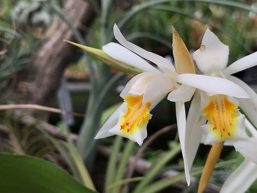 サムネイル： Coelogyne cumingii,洋蘭,洋ラン,洋らん,育て方,種類,販売,通販,花言葉,Orchids,flower,熱帯魚,アクア,多肉植物,癒し,ゲーム,アプリ,趣味の園芸,旅行,plants,インテリア,Wiki,ebay,