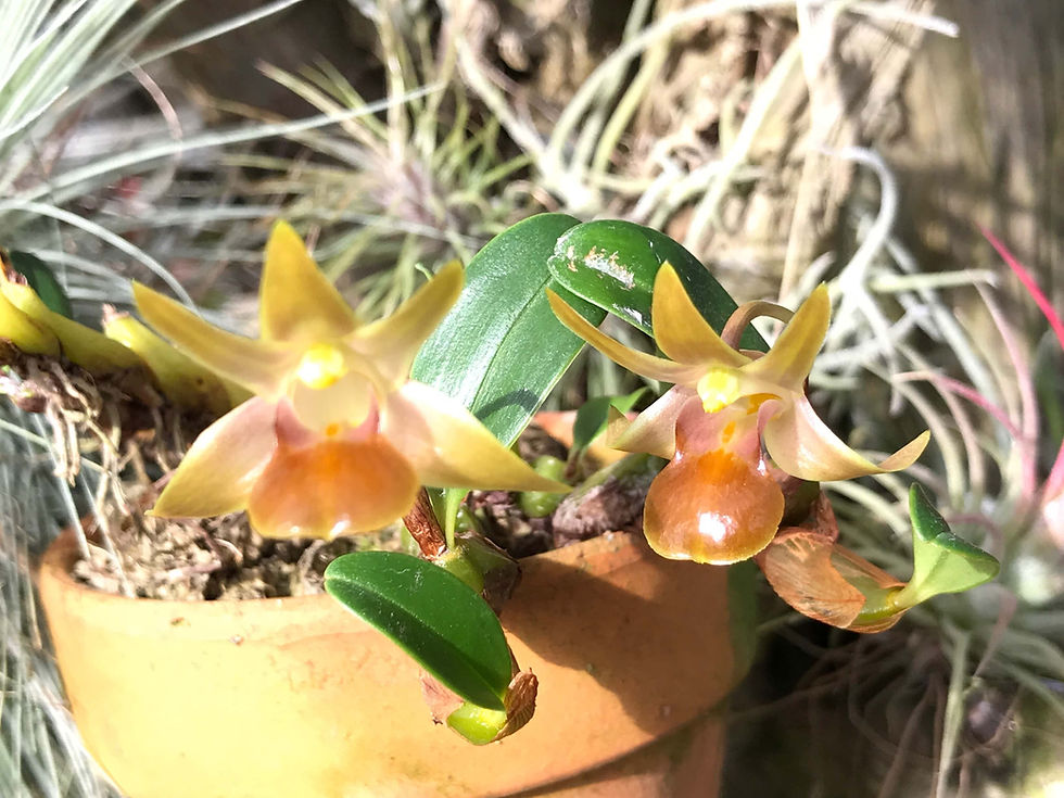 サムネイル： Epigenium nakaharaei,洋蘭,洋ラン,洋らん,育て方,種類,販売,通販,花言葉,インテリア,の種類写真,BBC,google,ユニクロ,アルペン,ebay,BRUTUS,ブルータス,無印,Wiki,Google,ヤフー,ボタピー,l