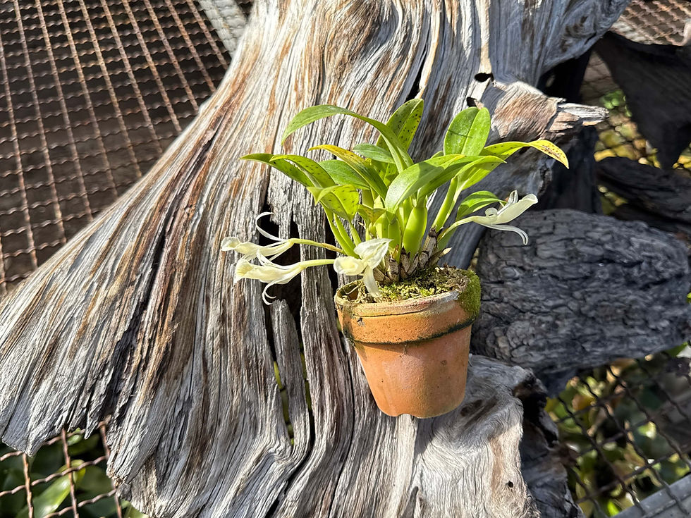 サムネイル： Trichopilia eneidae,洋蘭,洋ラン,洋らん,育て方,植物,販売,通販,花言葉,天下一植物界,花友フェスタ,THE BOTANICAL SHOW,花友フェスタ,Tokyo Botanical Meeting,東京,福岡,神奈川