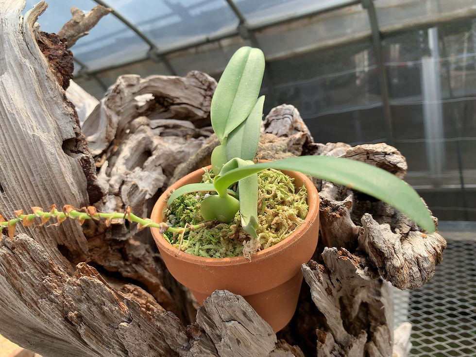 サムネイル： Bulbophyllum barbigerum,洋蘭,洋ラン,洋らん,育て方,種類,販売,通販,Shop,sell,plant,Orchid,Jewelry,Gem,Jewel,Cluster,Mineral,Fluorite,Amethyst,My