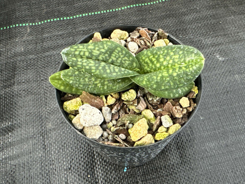 パフェオペディラム ミクランサム アルバ 中の大株 Paphiopedilum