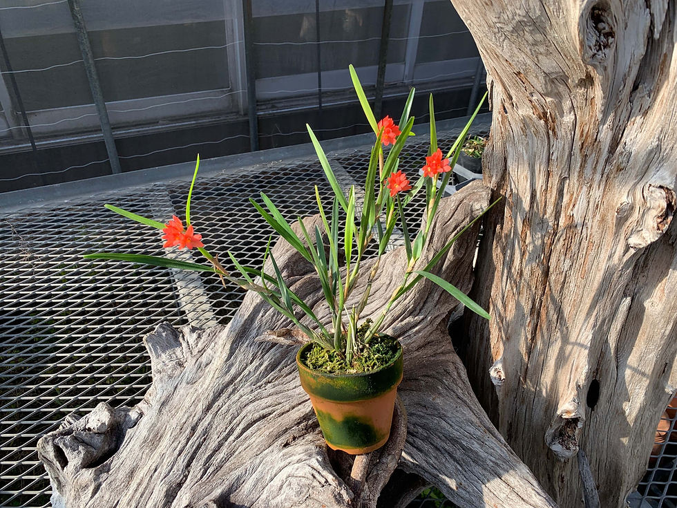サムネイル： Hexisea imbricata,洋蘭,洋ラン,洋らん,育て方,種類,販売,通販,花言葉,シンビジウム,の種類写真,山野草,多肉植物,エアープランツ,植物,動物,生物,Orchid,yahoo,facebook,amazon,楽天,Youtube,