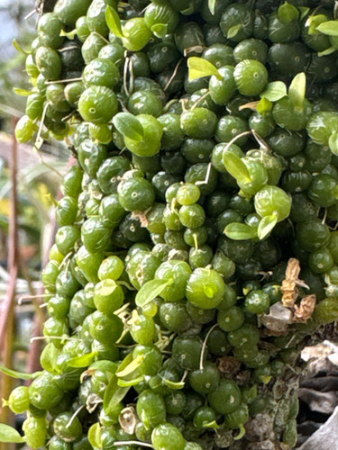 Bulb moniliforme びっしり　大株ミニチュアオーキッド珍奇植物 Bulb moniliforme びっしり 大株ミニチュアオーキッド珍奇植物 2025年