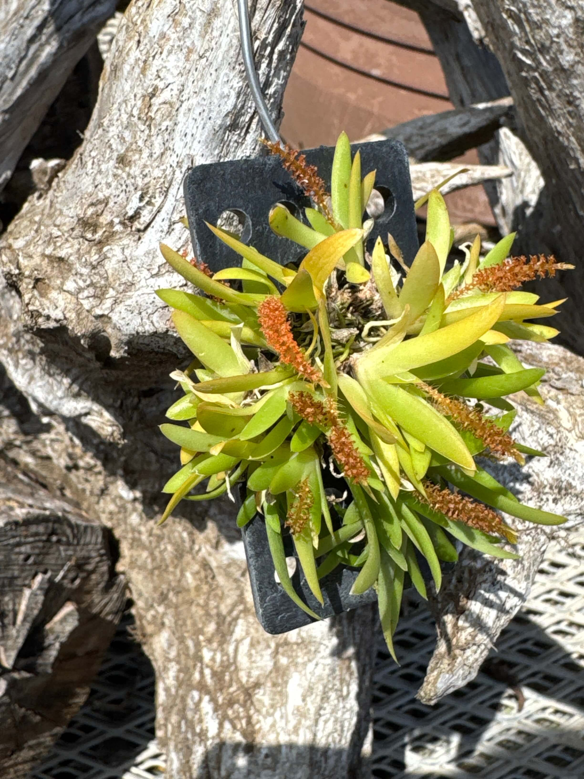 オベロニア ムクロナタ Oberonia mucronata