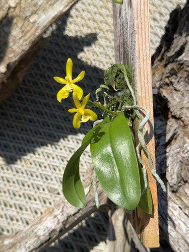 ファレノプシス マンニー アルバ Phalaenopsis mannii alba | nakato
