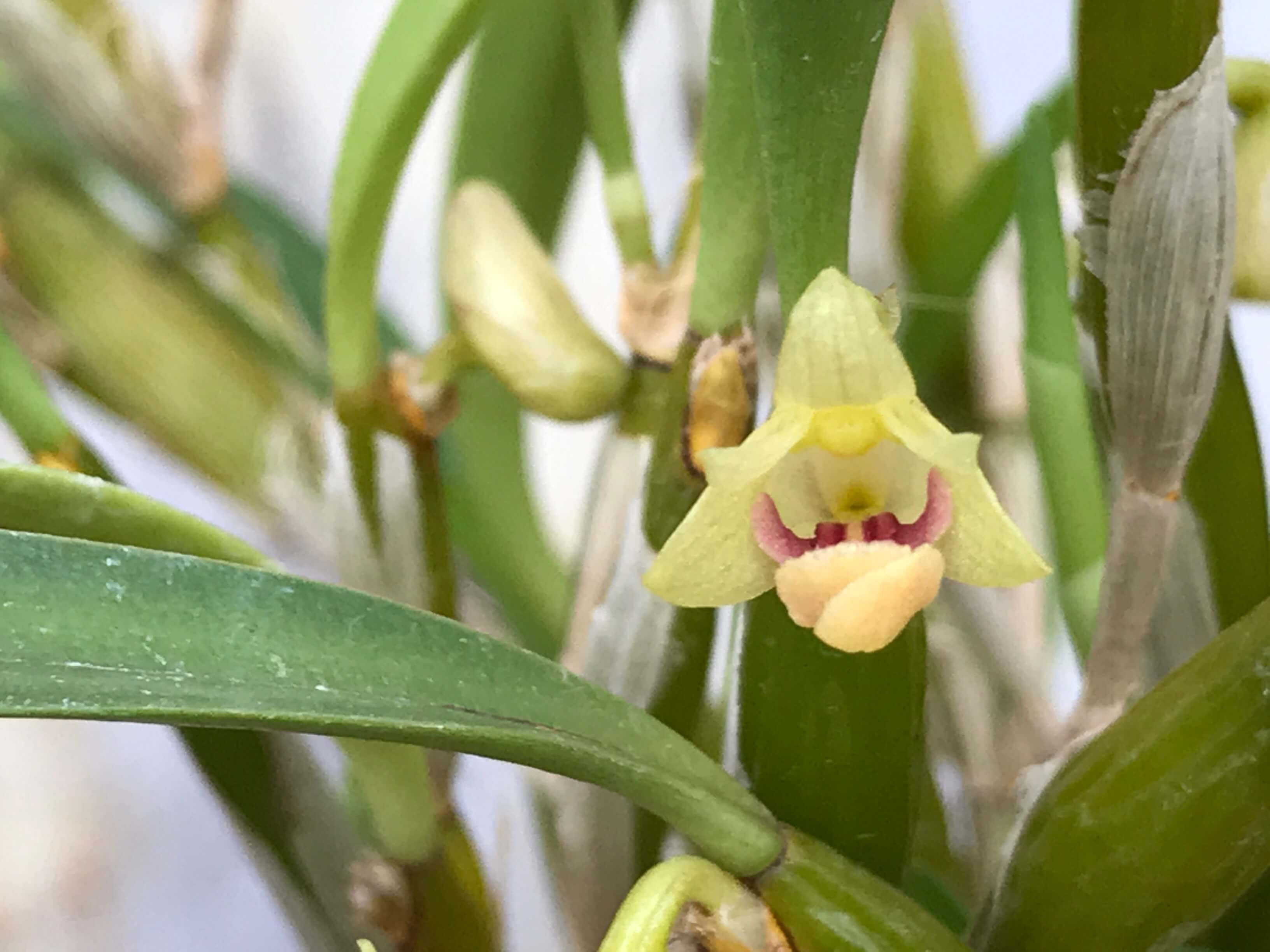 フィッキンゲリア 種類不明 Flickingeria Sp ボルネオ Nakato Orchids フィッキンゲリア 種類不明 Flickingeria Sp ボルネオ Nakato Orchids