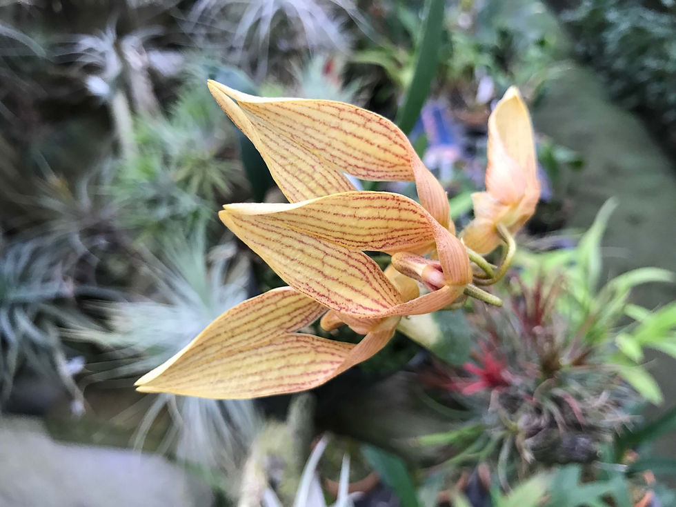 サムネイル： Bulbophyllum annandalei,洋蘭,洋ラン,洋らん,育て方,種類,販売,通販,花言葉,how to grow,Orchid,yahoo,facebook,amazon,楽天,Youtube,ebay,BRUTUS,ブルータス,無印,