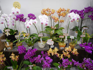 ムーちゃん広場の洋らん追加しました。