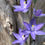サムネイル： Thelymitra aristata,洋蘭,洋ラン,洋らん,育て方,種類,販売,通販,熱帯植物,BORDER BREAK,Orchid,マツコ,ボタピー,東京,花屋,ボーダーブレイク,世界らん展,東京ドーム,野生ラン,アルペン