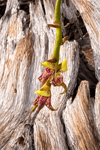 バルボフィラム グルティノサム Bulbophyllum glutinosum | nakato-orchids