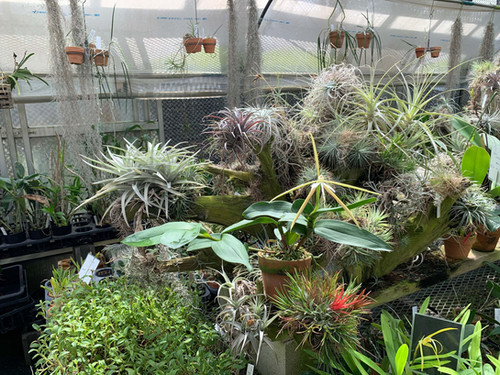 エピデンドラム ラティフォリウム Epidendrum latifolium | nakato-orchids