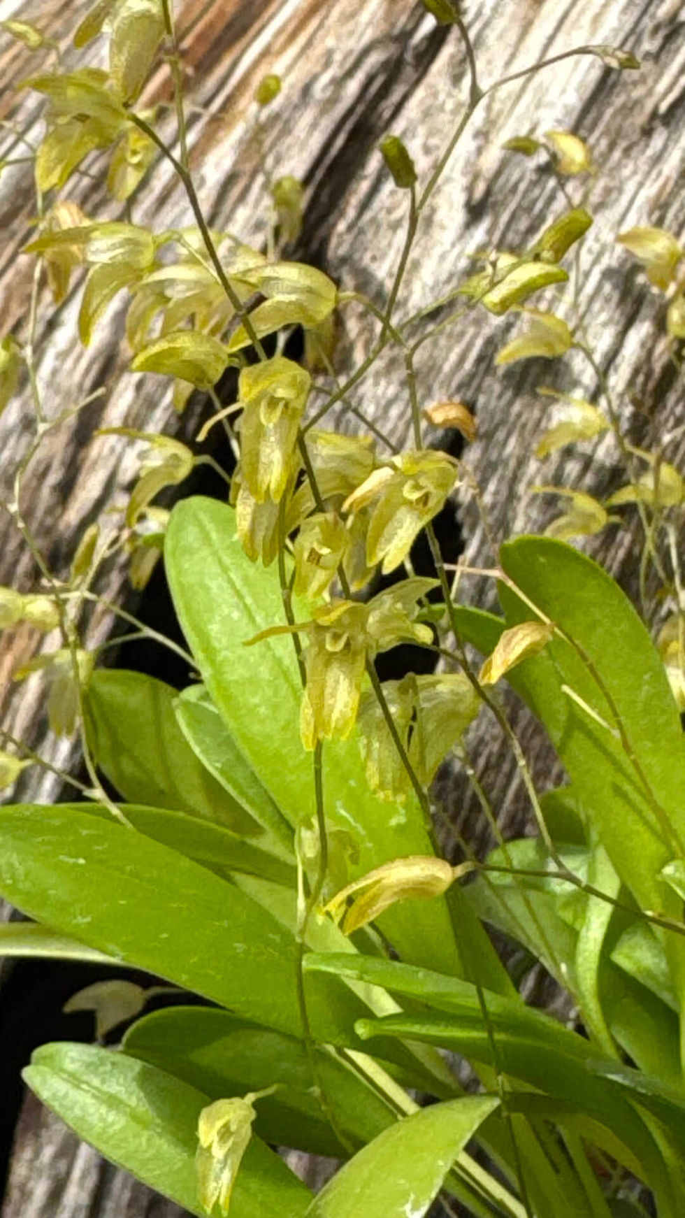 サムネイル： Pleurothallis grobyi,洋蘭,洋ラン,洋らん,育て方,植物,販売,通販,花言葉,天下一植物界,花友フェスタ,花友フェスタ,Tokyo Botanical Meeting,オキボタ,東京,福岡,神奈川