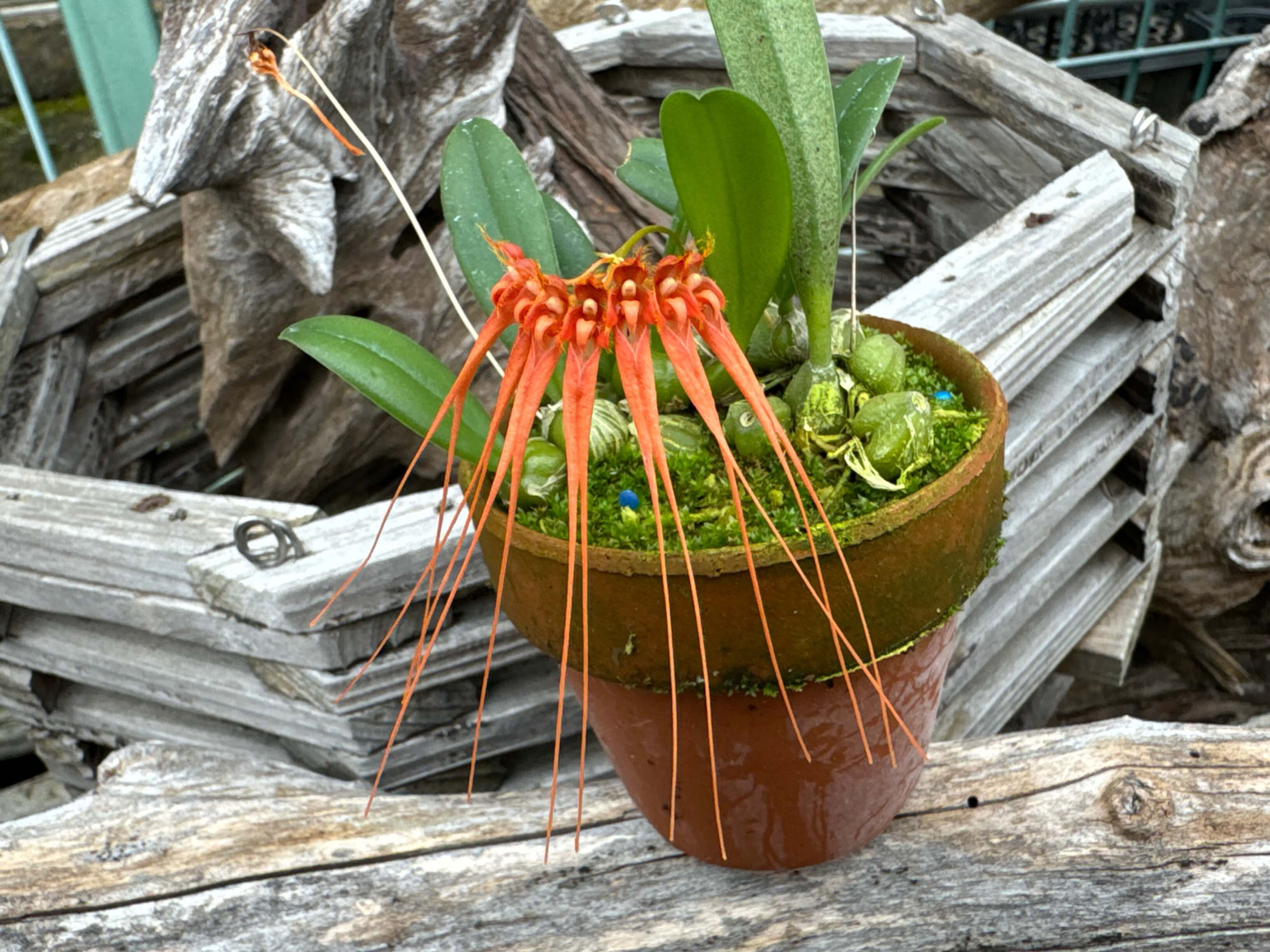 Bulbophyllum tingabarianum,洋蘭,洋ラン,洋らん,育て方,植物,販売,通販,花言葉,芸能人,Orchid,กล้วยไม้,Orchidée,ツイッター,花屋,Orquídea,インスタグラム,Instagram,Twitt